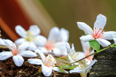 Tung ağaç çiçek olabilir
