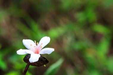 Tung ağaç çiçek olabilir