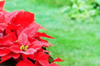 Çiçeklerin soyut arkaplanı. Yakın plan..