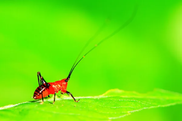 Grasshopper perching on a leaf — Stock Photo, Image