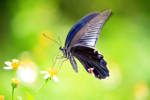 Vlinder op de bloem — Stockfoto