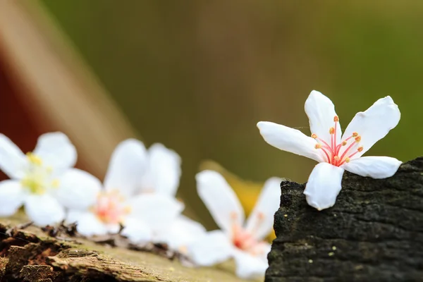 Tung trädet blomma i kan — Stockfoto
