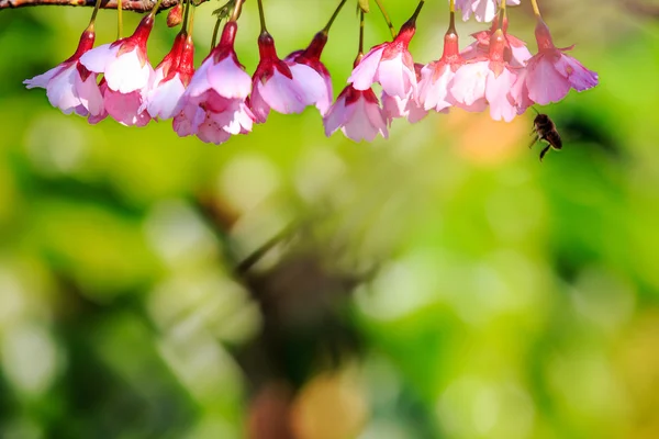 Bellissimo giardino Sakura in Wuling Farm Taiwan — Foto Stock