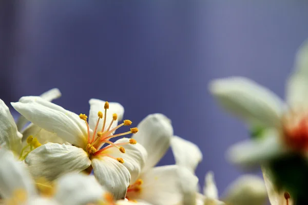 FLORECIMIENTO DEL ÁRBOL TUNG EN Mayo — Foto de Stock