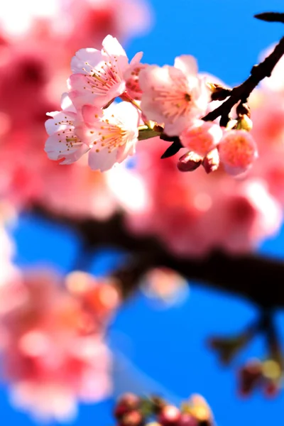 Belo jardim Sakura em Wuling Farm Taiwan — Fotografia de Stock