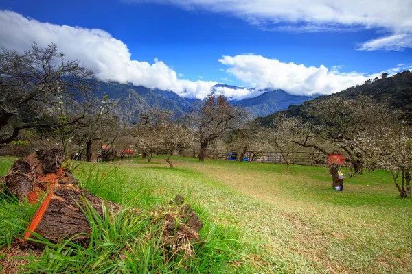 Jardín de flor de ciruelo — Foto de Stock