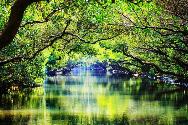 Cuatro túneles verdes de hierba, Tainan, Taiwán —  Fotos de Stock