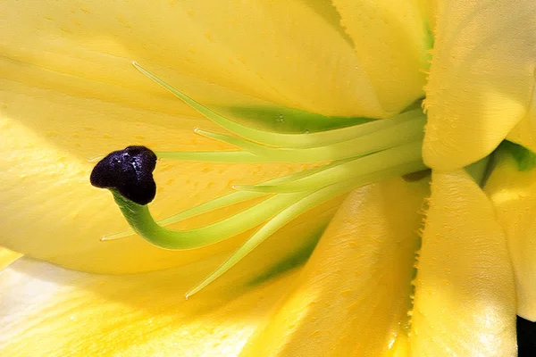 꽃의 배경 이 뚜렷하다. 클로즈업. — 스톡 사진