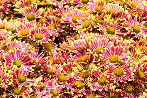 Abstrakt bakgrund blommor. Närbild. — Stockfoto