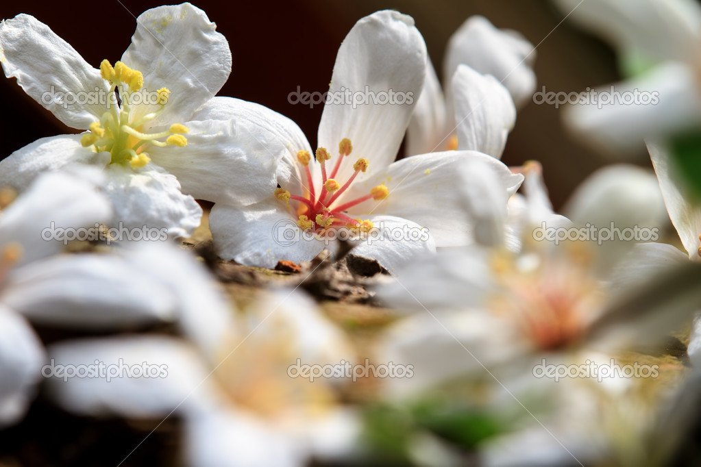Tung Arbre Fleur En Mai Photographie Nicholashan 37633857