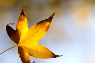 Sarı akçaağaç yaprağı