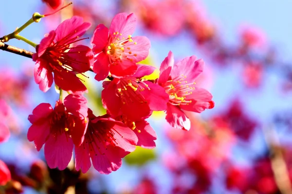 Flowers sakura — Stock Photo, Image