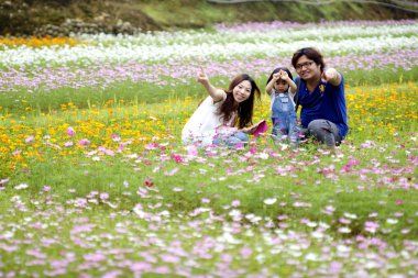 renkli sonbahar krizantem