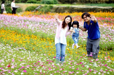 renkli sonbahar krizantem