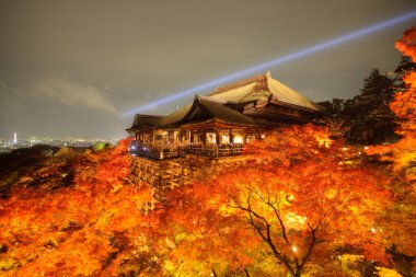 Sarı akçaağaç yaprağı