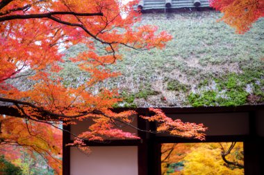 Sarı akçaağaç yaprağı