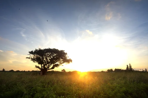 Lever de soleil magique avec arbre — Photo