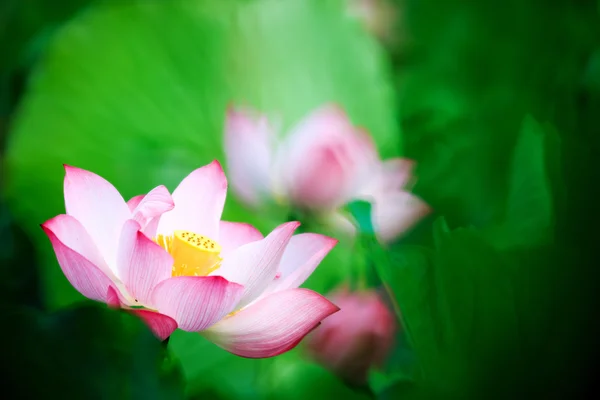 Güzel arka plan ile pembe lotus — Stok fotoğraf