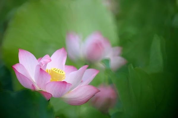 Loto rosa con fondo bonito — Foto de Stock