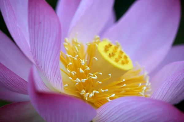 Güzel arka plan ile pembe lotus — Stok fotoğraf