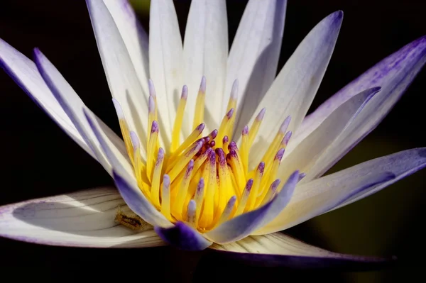 Lotus rose avec un beau fond — Photo