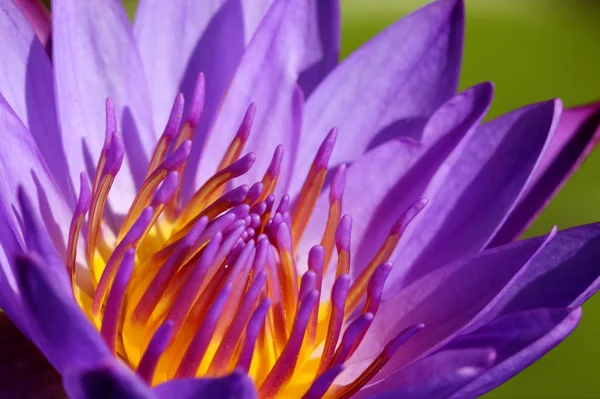 素敵な背景を持つピンクロータス — ストック写真