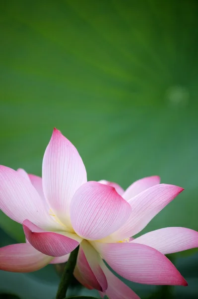 Ροζ lotus με ωραίο φόντο — Φωτογραφία Αρχείου