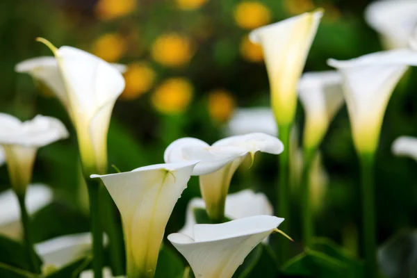 Soyut doğası bokeh — Stok fotoğraf