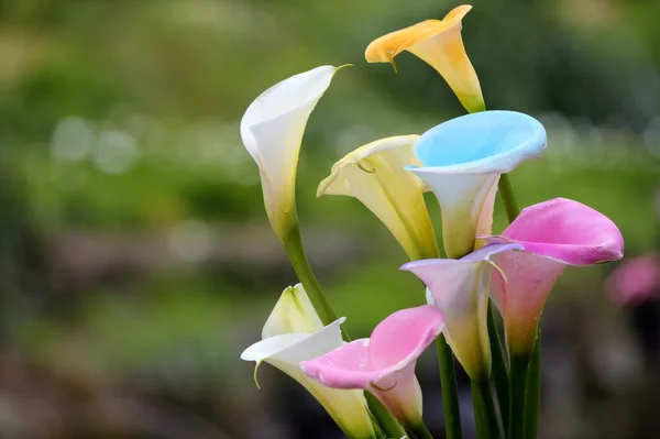 Natura astratta bokeh — Foto Stock