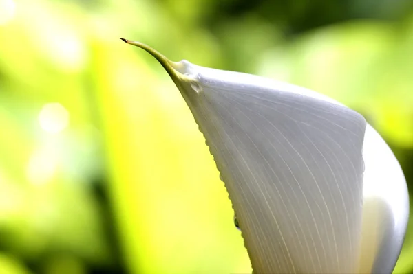 Abstraktní příroda bokeh — Stock fotografie