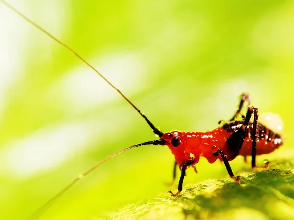 Sauterelle perchée sur une feuille — Photo