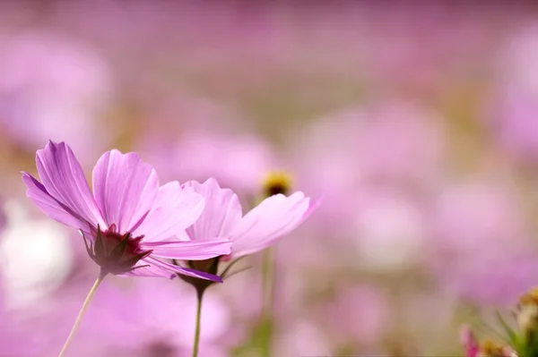 Chrysanthème automnal coloré — Photo