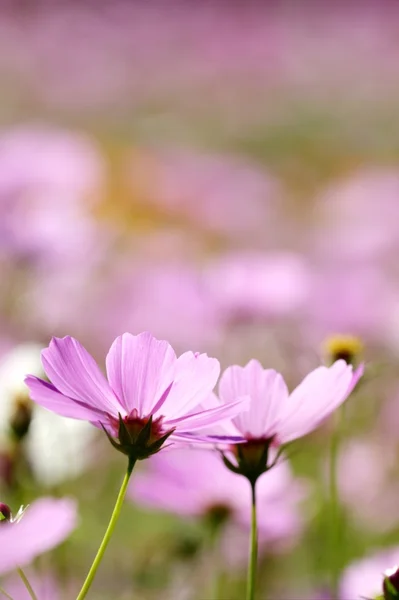 Kleurrijke herfst chrysant — Stockfoto