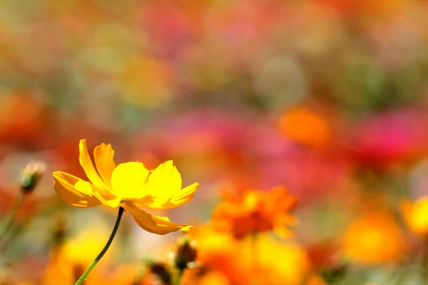 Chrysanthème automnal coloré — Photo