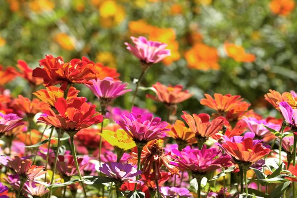 Kleurrijke herfst chrysant — Stockfoto