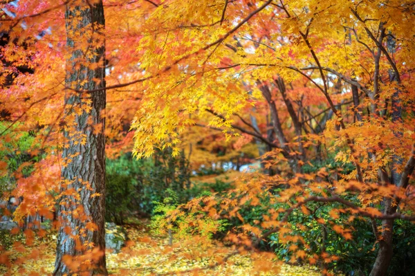 Sarı akçaağaç yaprağı — Stok fotoğraf