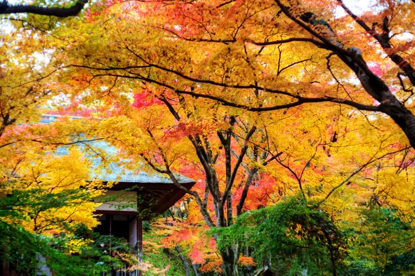 Yellow maple leaf — Stock Photo, Image