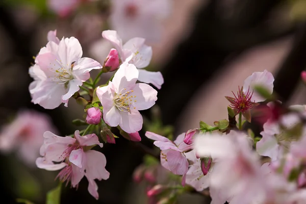 Sakura virág — Stock Fotó