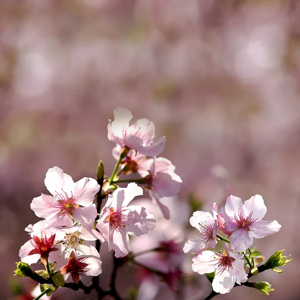 Sakura-Blüte — Stockfoto