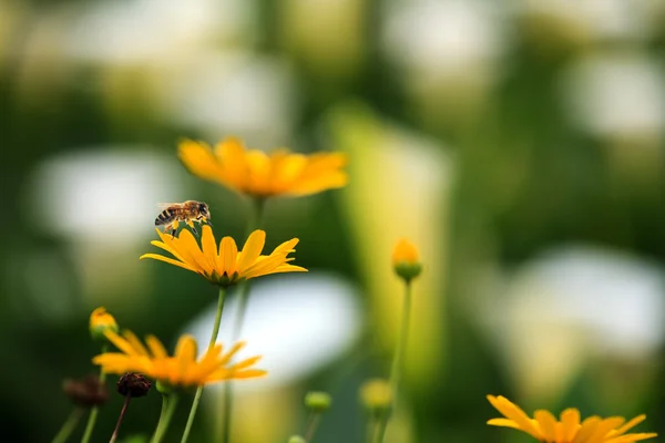 Abelha na flor de camomila — Fotografia de Stock