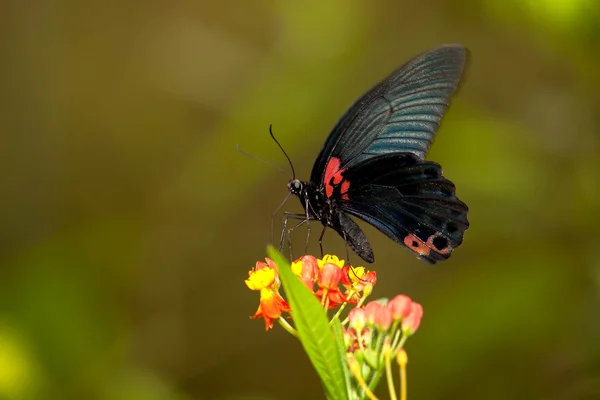Hirondelle noire sur fleur — Photo