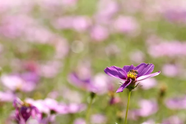 Bijen op de kamillebloem — Stockfoto