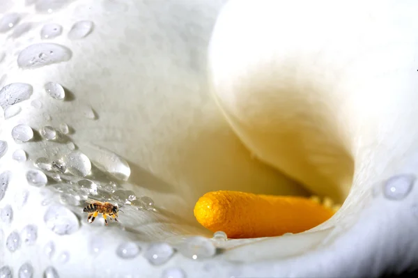 Biene auf der Kamillenblüte — Stockfoto