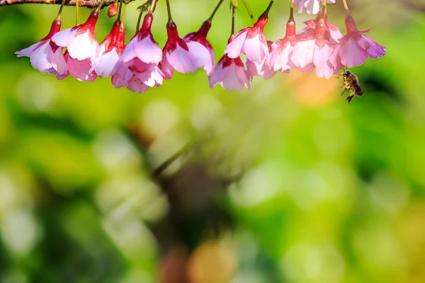 Bijen op de kamillebloem — Stockfoto