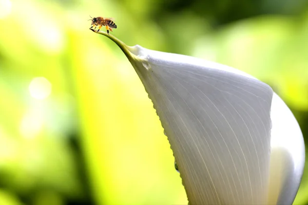 Пчела на цветке ромашки — стоковое фото