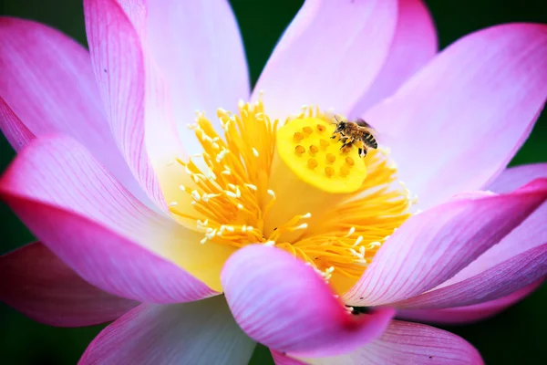 Μέλισσα στο λουλούδι χαμομήλι — Φωτογραφία Αρχείου