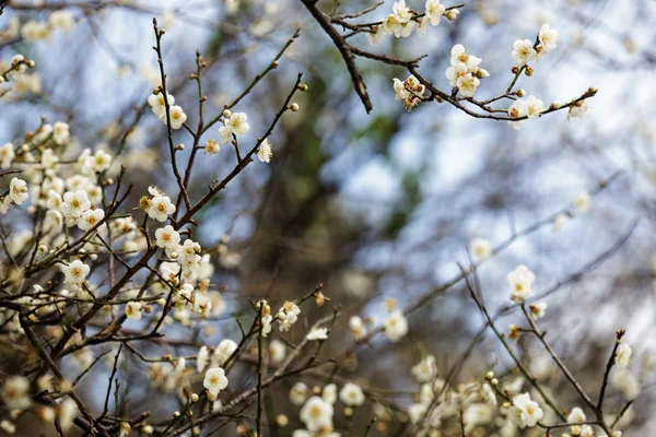 Flores brancas na primavera — Fotografia de Stock