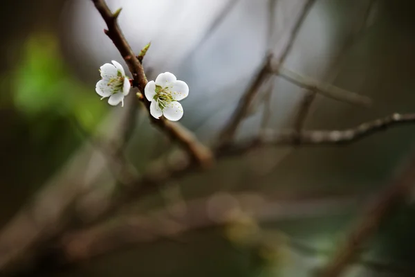 Witte bloesems in het voorjaar — Stockfoto
