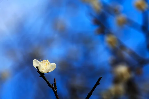 Flores blancas en la primavera — Foto de Stock