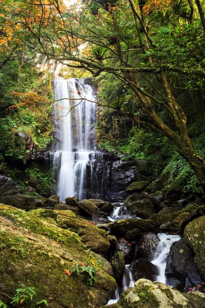 素敵なカエデの木と滝 — ストック写真